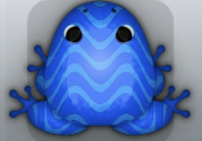 Blue Caelus Marinus Frog from Pocket Frogs