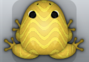 Golden Aurum Marinus Frog from Pocket Frogs