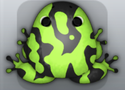 Black Folium Marmorea Frog from Pocket Frogs