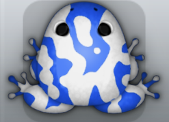 Blue Albeo Marmorea Frog from Pocket Frogs