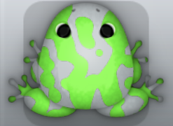 Glass Muscus Marmorea Frog from Pocket Frogs