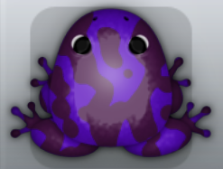 Purple Pruni Marmorea Frog from Pocket Frogs