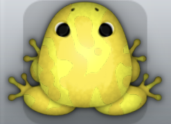 Yellow Aurum Marmorea Frog from Pocket Frogs