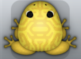 Golden Aurum Mazeus Frog from Pocket Frogs