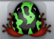 Emerald Tingo Mixtus Frog from Pocket Frogs
