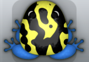 Yellow Caelus Mixtus Frog from Pocket Frogs