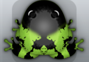 Green Picea Nasus Frog from Pocket Frogs