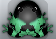 Marine Picea Nasus Frog from Pocket Frogs