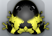 Yellow Picea Nasus Frog from Pocket Frogs
