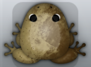 Beige Bruna Nebula Frog from Pocket Frogs