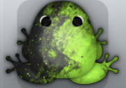 Black Folium Nebula Frog from Pocket Frogs