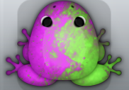 Pink Muscus Nebula Frog from Pocket Frogs