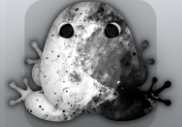 White Picea Nebula Frog from Pocket Frogs