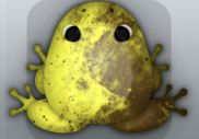 Yellow Bruna Nebula Frog from Pocket Frogs