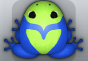 Blue Folium Obaro Frog from Pocket Frogs