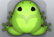 Green Folium Obaro Frog from Pocket Frogs