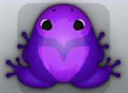Purple Viola Obaro Frog from Pocket Frogs