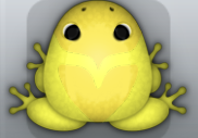 Yellow Aurum Obaro Frog from Pocket Frogs