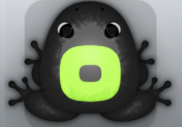 Black Folium Orbis Frog from Pocket Frogs