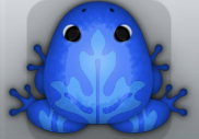 Blue Caelus Ornatus Frog from Pocket Frogs