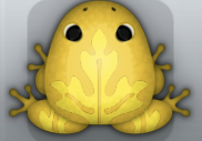 Golden Aurum Ornatus Frog from Pocket Frogs