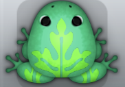 Marine Muscus Ornatus Frog from Pocket Frogs