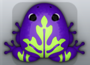 Purple Folium Ornatus Frog from Pocket Frogs