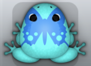 Aqua Caelus Papilio Frog from Pocket Frogs