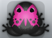Black Floris Papilio Frog from Pocket Frogs
