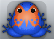 Blue Carota Papilio Frog from Pocket Frogs