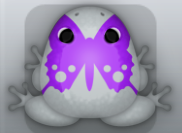 Glass Viola Papilio Frog from Pocket Frogs