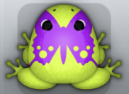 Lime Viola Papilio Frog from Pocket Frogs