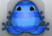 Blue Caelus Partiri Frog from Pocket Frogs