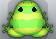Lime Muscus Partiri Frog from Pocket Frogs