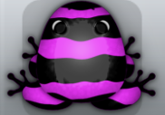 Pink Picea Partiri Frog from Pocket Frogs