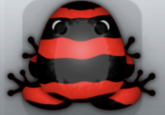 Red Picea Partiri Frog from Pocket Frogs