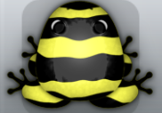 Yellow Picea Partiri Frog from Pocket Frogs