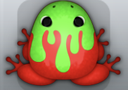 Red Muscus Pictoris Frog from Pocket Frogs