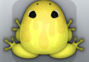 Yellow Aurum Pictoris Frog from Pocket Frogs