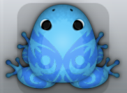 Azure Caelus Pingo Frog from Pocket Frogs