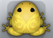 Golden Aurum Pingo Frog from Pocket Frogs