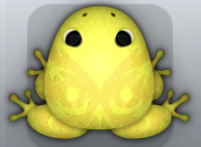 Yellow Aurum Pingo Frog from Pocket Frogs