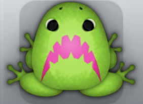 Green Floris Pistrix Frog from Pocket Frogs