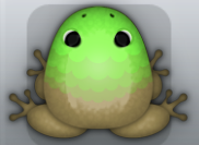 Beige Muscus Pluma Frog from Pocket Frogs