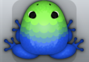 Blue Muscus Pluma Frog from Pocket Frogs