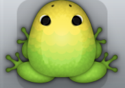 Green Aurum Pluma Frog from Pocket Frogs