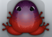 Maroon Pruni Pluma Frog from Pocket Frogs