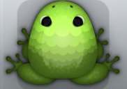 Olive Folium Pluma Frog from Pocket Frogs