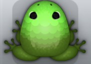 Olive Muscus Pluma Frog from Pocket Frogs