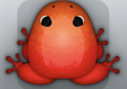 Red Carota Pluma Frog from Pocket Frogs